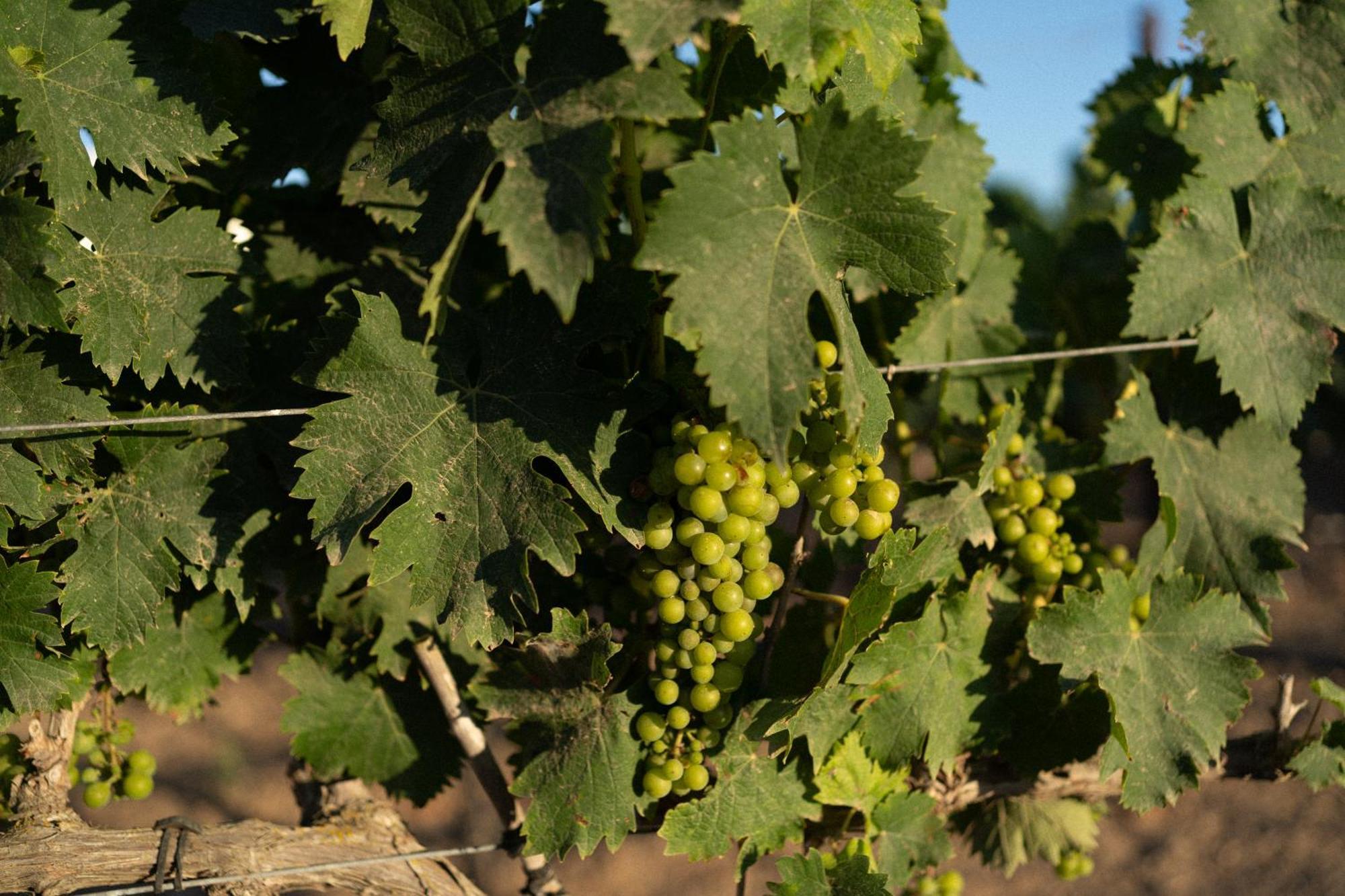 Vino Resort Son Amaret Son Macia  Екстериор снимка